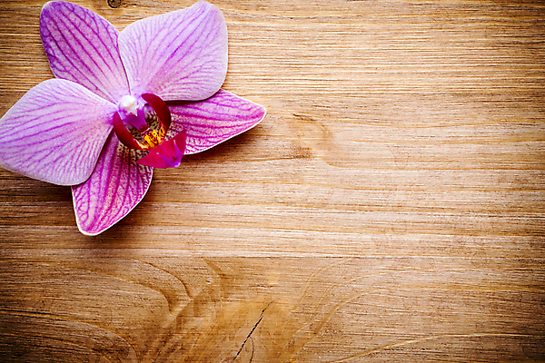 포토 JPG 해외이미지 식물 꽃잎 꽃 줄기 분홍색 백그라운드 자연 사람없음 스파 침묵 봄 난초 오브젝트 장면 해외202004 해외포토 계절 컬러 소리 생태계 파일형식 이미지허브