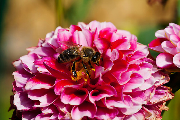 포토 JPG 해외이미지 식물 동물 꽃잎 꽃 곤충 백그라운드 꽃무늬 날개 자연 사람없음 야외 벚꽃 시골 벌 꽃가루 꿀 내추럴 동물상 해외202004 해외포토 무늬 조형물 가루 생태계 파일형식 이미지허브
