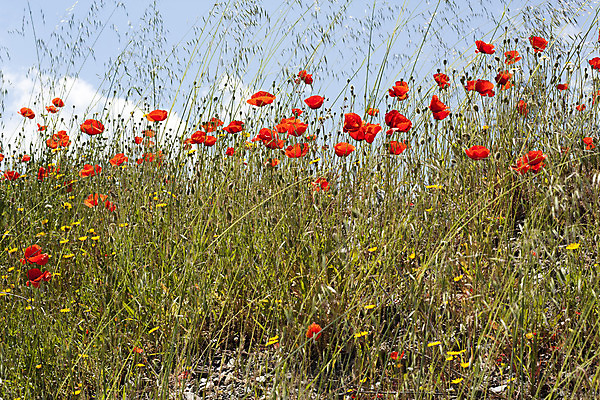 포토 JPG 해외이미지 식물 구름 계절 꽃잎 꽃 백그라운드 잎 밭 농업 자연 하늘 풍경 사람없음 야외 빨간색 초록색 파란색 컬러풀 농장 환경 정원 봄 들꽃 시골 장면 양귀비 땅바닥 해외202004 해외포토 자연요소 산업 컬러 바닥 생태계 파일형식 이미지허브