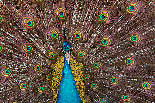 포토 JPG 해외이미지 동물 남자 야생동물 백그라운드 패턴 자연 조류 사람없음 장식 초록색 파란색 컬러풀 머리 활발 펼침 의식 우아함 공작 깃털 묘사 즐거움 질감 꼬리 부리 번짐 보여주기 동물상 터키석 해외202004 해외포토 감정 컬러 컨셉 무늬 모션 사람 신체부위 조형물 보석 생태계 파일형식 효과 이미지허브