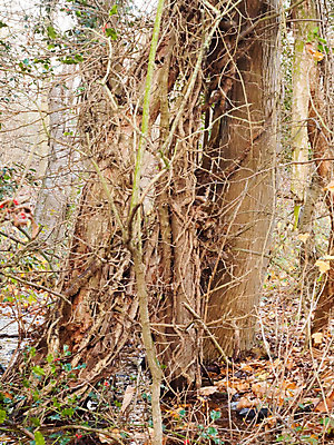 포토 JPG 해외이미지 나무 식물 디자인 줄기 백그라운드 잎 패턴 밭 자연 벽지 표면 추상 이끼 풍경 사람없음 야외 목재 장식 세로 초록색 갈색 환경 수확 성장 가을 나뭇가지 죽음 거친 숲 묘사 질감 나무껍질 내추럴 수목 옛날 해외202004 해외포토 계절 컬러 무늬 농업 재료 껍질 생태계 파일형식 이미지허브
