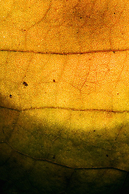 포토 JPG 해외이미지 꽃 선 줄기 백그라운드 잎 겨울 패턴 자연 추상 그림자 사람없음 빨간색 초록색 빛 갈색 노란색 정원 검은색 봄 이탈리아 가을 흰색 점 얼룩 구멍 닫기 떨어짐 4월 6월 9월 5월 질감 정맥 8월 해외202004 해외포토 식물 계절 유럽 컬러 컨셉 무늬 모션 날짜 생태계 혈관 파일형식 이미지허브