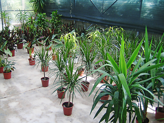 포토 JPG 해외이미지 나무 식물 계절 유럽 음식 여행 백그라운드 잎 밭 농업 과일 자연 휴가 산 건강 풍경 사람없음 야외 초록색 여름 파란색 농장 마을 환경 정원 계곡 놀람 수확 성장 나뭇가지 시골 신선 달콤 다발 유기농 내추럴 숙성 알바니아 해외202004 해외포토 웰빙 감정 나라 산업 컬러 표정 맛 생태계 파일형식 남유럽 이미지허브