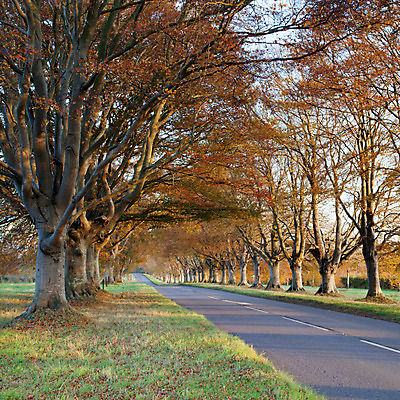 포토 JPG 해외이미지 계절 유럽 도로 지구 잎 자연 하늘 영국 잉글랜드 풍경 사람없음 덮개 가을 나뭇가지 시골 변화 숲 11월 그림 나무껍질 10월 내추럴 옛날 해외202004 해외포토 나무 식물 나라 길 컨셉 교통시설 뚜껑 껍질 날짜 생태계 파일형식 이미지허브