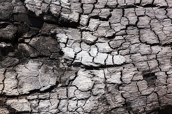 포토 JPG 해외이미지 백그라운드 자연 건조 경고 사람없음 목재 환경 위험 과거 가뭄 문제 숯 고체 재앙 효과 해외202004 해외포토 나무 컨셉 재료 날씨 생태계 파일형식 이미지허브