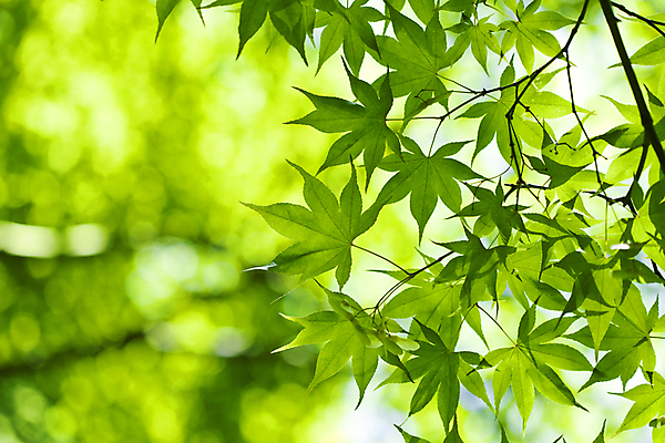 포토 JPG 해외이미지 나무 식물 계절 공원 백그라운드 단풍 잎 자연 하늘 추상 새로움 사람없음 야외 초록색 여름 빛 햇빛 태양 우주 환경 정원 일본 맑음 봄 성장 광선 나뭇가지 신선 숲 유기농 내추럴 카피스페이스 해외202004 해외포토 자연요소 웰빙 공공시설 아시아 컬러 컨셉 무늬 날씨 공백 생태계 파일형식 이미지허브