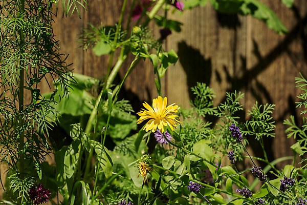 포토 JPG 해외이미지 식물 계절 공원 꽃잎 꽃 분홍색 백그라운드 꽃무늬 밭 자연 풍경 사람없음 야외 빨간색 초록색 여름 파란색 컬러풀 햇빛 태양 환경 정원 보라색 화목 봄 들꽃 벚꽃 시골 신선 개화 순수 원예 데이지 장면 내추럴 많음 해외202004 해외포토 자연요소 공공시설 컬러 컨셉 무늬 농업 취미 생태계 파일형식 이미지허브
