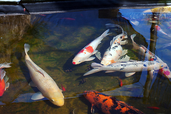 포토 JPG 해외이미지 식물 동물 아시아 호수 야생동물 선 백그라운드 오렌지 자연 휴식 저울 어류 동양인 취미 사람없음 장식 빨간색 물 여름 반려동물 컬러풀 노란색 평화 정원 일본 수영 중국 침묵 흰색 연못 신선 입 그룹 황금 원예 금붕어 조경 잉어 해외202004 해외포토 자연요소 계절 나라 컬러 컨셉 과일 인종 신체부위 수중동물 소리 수상스포츠 생태계 파일형식 이미지허브