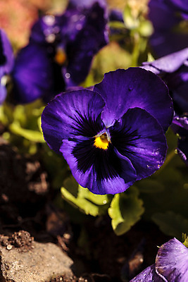 포토 JPG 해외이미지 식물 꽃 분홍색 오렌지 사람없음 빨간색 노란색 정원 보라색 봄 벚꽃 흰색 제비꽃 비올라 삼색 해외202004 해외포토 계절 컬러 과일 파일형식 찰현악기 이미지허브