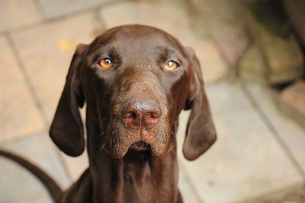 포토 JPG 해외이미지 동물 여자 사람없음 반려동물 갈색 흰색 개 사냥 송곳니 고체 기르기 유래 충고 해외202004 해외포토 컬러 포유류 사람 치아 돌봄 파일형식 이미지허브