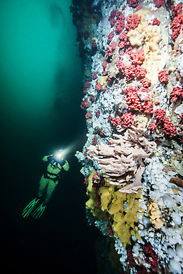 포토 JPG 해외이미지 라이프스타일 스포츠 바다 여행 백그라운드 캐나다 자연 표면 휴가 어류 가면 사람 사람없음 물 여름 파란색 햇빛 수중 수영 시간 스노클링 산호 아래 다이빙 암초 깊이 벤쿠버 해외202004 해외포토 자연요소 계절 컬러 북아메리카 생활 태양 수중동물 수상스포츠 자포동물 방향 생태계 위치 수중스포츠 파일형식 이미지허브