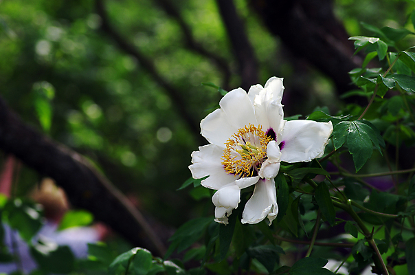 포토 JPG 해외이미지 식물 꽃잎 꽃 분홍색 자연 사람없음 야외 장식 초록색 햇빛 농장 환경 정원 맑음 봄 성장 벚꽃 시골 개화 닫기 편안함 향수 향기 아로마 향 꽃수술 작약 해외202004 해외포토 계절 컬러 농업 모션 날씨 태양 화장품 감각 생태계 냄새 파일형식 이미지허브