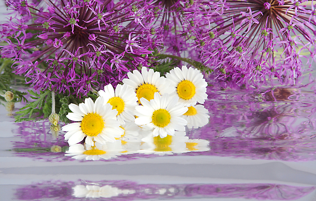 포토 JPG 해외이미지 식물 계절 꽃잎 꽃 백그라운드 꽃무늬 가족 자연 양파 사람없음 장식 초록색 반사 노란색 머리 봄 벚꽃 흰색 개화 허브 제비꽃 은박지 원예 여의주 캐모마일 해외202004 해외포토 컬러 무늬 채소 관계 취미 신체부위 생태계 파일형식 이미지허브