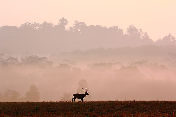 포토 JPG 해외이미지 나무 동물 실루엣 야생동물 밭 오렌지 자연 아침 사슴 산 뿔 따뜻함 풍경 사람없음 달리기 갈색 안개 가을 숲 층 해외202004 해외포토 주간 식물 계절 컬러 농업 과일 포유류 모션 날씨 촬영기법 생태계 파일형식 이미지허브