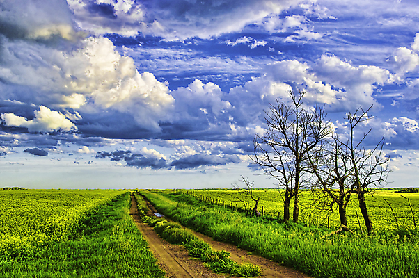 포토 JPG 해외이미지 나무 구름 도로 여행 백그라운드 밭 자연 하늘 휴가 풍경 사람없음 야외 목재 초록색 여름 파란색 컬러풀 농장 농경지 평화 환경 침묵 자유 시골 땅 폭풍 길가 밭일 선로 흙길 수평선 해외202004 해외포토 자연요소 식물 계절 길 컬러 컨셉 농업 재료 교통시설 날씨 소리 흙 생태계 파일형식 이미지허브
