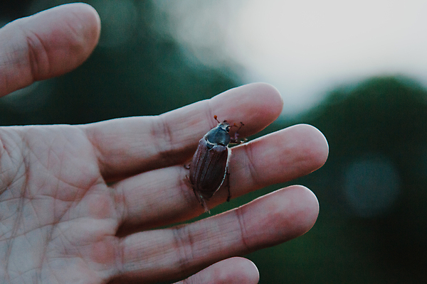 포토 JPG 해외이미지 동물 손 계절 여자 얼굴 야생동물 곤충 백그라운드 컨셉 날개 손가락 자연 생물 안테나 미술 성인 사람없음 옆모습 그래픽 초록색 여름 갈색 우주 환경 봄 흰색 행운 해충 벌레 6월 5월 딱정벌레 싱글 보케 부드러움 멸종 내추럴 고립 동물상 해외202004 해외포토 뷰포인트 컬러 통신 문화예술 사람 신체부위 조형물 감각 날짜 생태계 파일형식 이미지허브