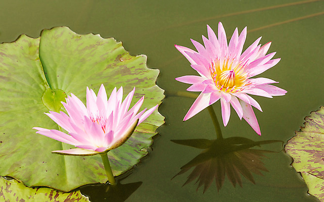 포토 JPG 해외이미지 식물 계절 공원 꽃잎 꽃 호수 분홍색 백그라운드 잎 꽃무늬 자연 하늘 따뜻함 연꽃 풍경 사람없음 야외 빨간색 초록색 물 여름 컬러풀 햇빛 반사 평화 정원 보라색 봄 벚꽃 흰색 연못 개화 백합 수련 묘사 장면 내추럴 해외202004 해외포토 자연요소 공공시설 컬러 컨셉 무늬 빛 생태계 파일형식 이미지허브