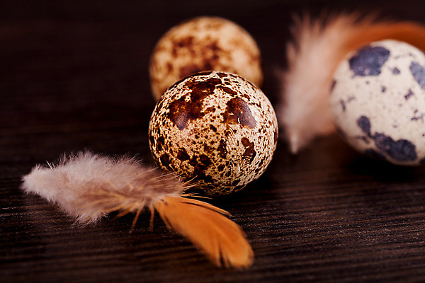 포토 JPG 해외이미지 전통 디자인 계절 음식 백그라운드 컨셉 자연 벽지 휴가 부활절 사람없음 장식 빛 컬러풀 갈색 계란 축제 봄 흰색 축하 점 얼룩 신용카드 우아함 작음 깃털 오브젝트 날것 대리석 내추럴 메추리 식품점 해외202004 해외포토 기념일 컬러 재료 금융 상점 알 크기 생태계 파일형식 이미지허브