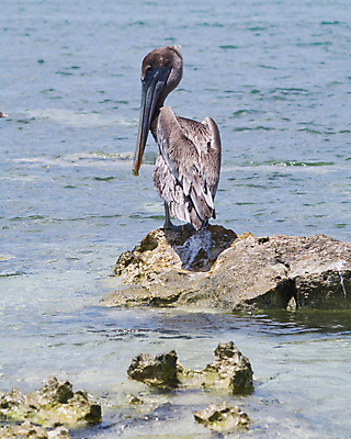 포토 JPG 해외이미지 동물 야생동물 자연 조류 사람없음 야외 물 갈색 펠리컨 깃털 내추럴 해외202004 해외포토 자연요소 컬러 생태계 파일형식 이미지허브