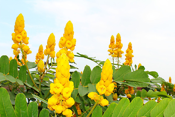 포토 JPG 해외이미지 식물 꽃잎 꽃 꽃다발 백그라운드 꽃무늬 오렌지 자연 선물 사람없음 여름 노란색 정원 봄 벚꽃 흰색 신선 닫기 묘사 데이지 내추럴 고립 해외202004 해외포토 계절 컬러 무늬 과일 모션 생태계 파일형식 이미지허브