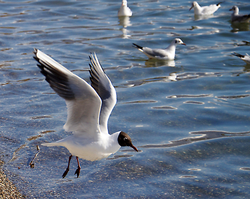 포토 JPG 해외이미지 구름 척추동물 응시 야생동물 바다 패턴 날개 자연 갈매기 조류 하늘 생물 항해 사람없음 야외 물 여름 평화 환경 자유 흰색 깃털 부리 내추럴 마케도니아 무료 해외202004 해외포토 자연요소 동물 시선 계절 컬러 컨셉 무늬 배_교통 생태계 파일형식 남유럽 이미지허브