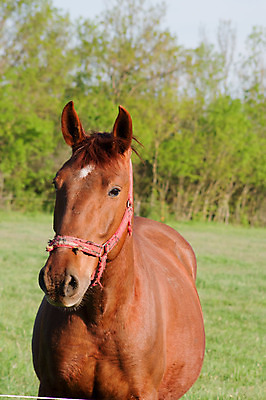 포토 JPG 해외이미지 동물 밭 농업 포유류 자연 풍경 사람없음 야외 초록색 여름 농장 갈색 가축 목장 시골 방목 먹기 갈기 찰과상 해외202004 해외포토 계절 산업 컬러 모션 축산업 상처 생태계 파일형식 이미지허브