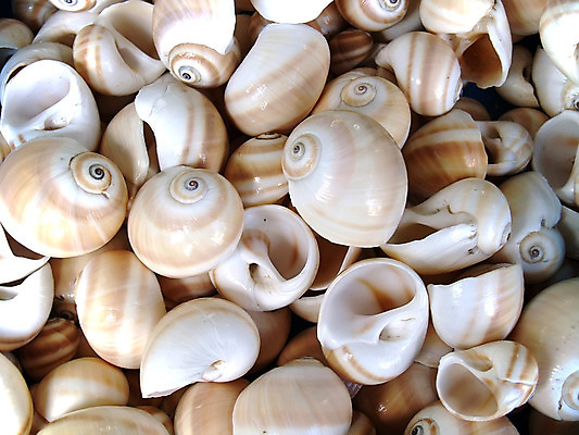 포토 JPG 해외이미지 모래 바다 백그라운드 자연 벽지 조류 추상 조개 불가사리 기술 사람없음 물 노란색 껍질 흰색 원형 그룹 해조류 소라 오브젝트 짠맛 해외202004 해외포토 자연요소 도형 동물 컬러 무늬 어패류 극피동물 해양식물 맛 생태계 파일형식 이미지허브