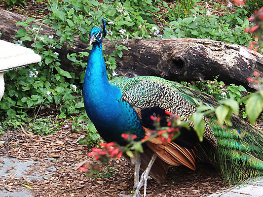 포토 JPG 해외이미지 동물 조류 사람없음 야외 컬러풀 공작 해외202004 해외포토 컬러 파일형식 이미지허브