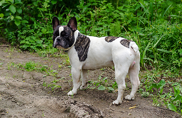 포토 JPG 해외이미지 전신 동물 흑백 앉기 사람없음 세로 흰색 개 불독 기르기 유래 해외202004 해외포토 컬러 포유류 모션 촬영기법 돌봄 파일형식 이미지허브