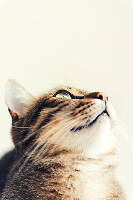 포토 JPG 해외이미지 동물 사람없음 반려동물 고양이 해외202004 해외포토 포유류 파일형식 이미지허브