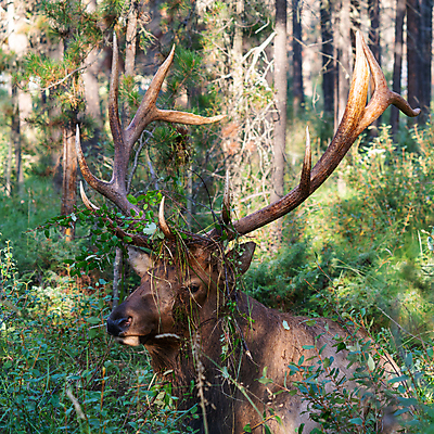 포토 JPG 해외이미지 동물 야생동물 여행 캐나다 북아메리카 포유류 자연 사슴 국립공원 종류 풍경 사람없음 야외 관광지 환경 황무지 숲 생태계 내추럴 동물상 앨버타 해외202004 해외포토 공원 아메리카 조형물 파일형식 이미지허브