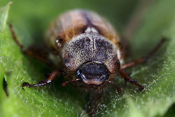 포토 JPG 해외이미지 여자 야생동물 곤충 백그라운드 초식동물 사람없음 견본 벌레 매끈함 수집 딱정벌레 방패 카피스페이스 세련 해외202004 해외포토 동물 사람 공백 감각 파일형식 이미지허브
