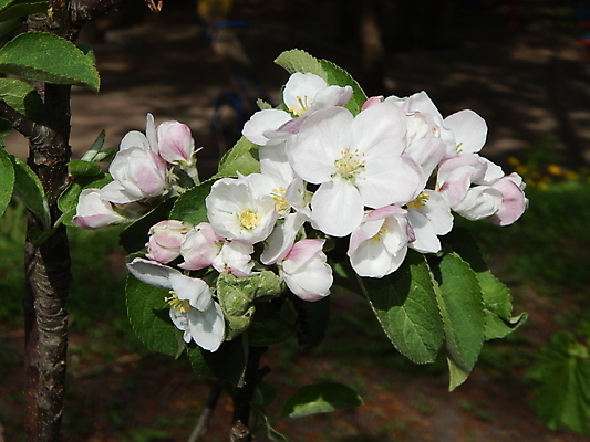 포토 JPG 해외이미지 나무 식물 꽃 백그라운드 자연 하늘 풍경 사람없음 빨간색 초록색 여름 파란색 빛 노란색 봄 벚꽃 흰색 체리 사과 타운 남쪽 보헤미아 옛날 해외202004 해외포토 계절 컬러 과일 도시 방향 생태계 파일형식 이미지허브
