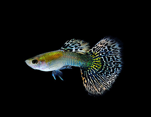 포토 JPG 해외이미지 동물 드레스 백그라운드 이동 오렌지 자연 어류 사람없음 물 반려동물 검은색 수중 수영 희망 신선 공작 꼬리 탱크 수족관 강렬 고립 해외202004 해외포토 자연요소 옷 감정 컬러 컨셉 과일 조류 수중동물 수상스포츠 생태계 파일형식 이미지허브