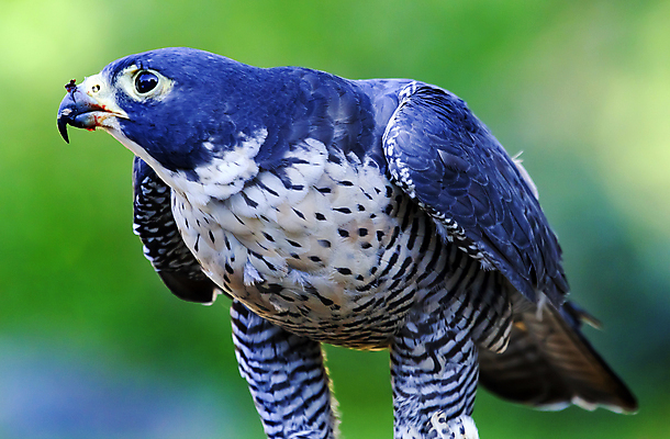 포토 JPG 해외이미지 야생동물 자연 조류 사람없음 야외 컬러풀 머리 먹이 혀 먹기 깃털 부리 육식동물 사냥꾼 해외202004 해외포토 동물 직업 컬러 모션 신체부위 입 생태계 파일형식 이미지허브