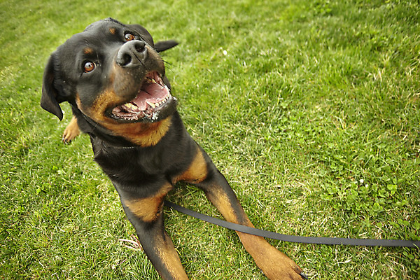 포토 JPG 해외이미지 동물 1 응시 공원 행복 포즈 백그라운드 포유류 자연 놀이 경비 성인 사람없음 야외 초록색 여름 반려동물 달리기 갈색 검은색 힘 우정 산책 가을 개 위험 큼 혀 보안 근육질 송곳니 기르기 동반자 무료 유래 해외202004 해외포토 시선 계절 공공시설 감정 컬러 컨셉 모션 근육 휴식 안전 사람 친구 입 치아 보호 크기 몸매 생태계 돌봄 파일형식 이미지허브