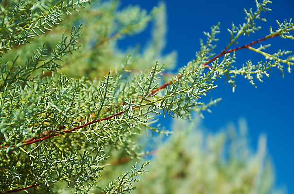 포토 JPG 해외이미지 나무 식물 잎 자연 사람없음 초록색 환경 나뭇가지 숲 향기 상록수 칠면조 광합성 삼나무 서쪽 해외202004 해외포토 컬러 조류 방향 생태계 냄새 파일형식 이미지허브