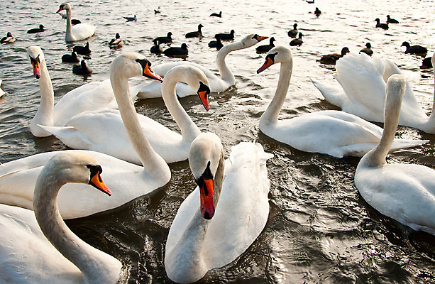 포토 JPG 해외이미지 동물 호수 자연 조류 사람없음 물 흰색 백조 물새 해외202004 해외포토 자연요소 컬러 생태계 파일형식 이미지허브