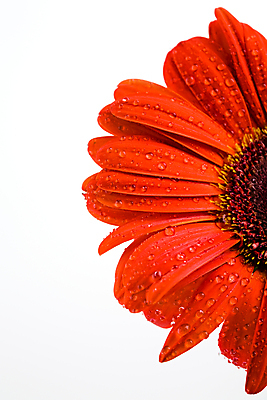 포토 JPG 해외이미지 식물 여자 기념일 꽃잎 꽃 분홍색 결혼 백그라운드 꽃무늬 오렌지 자연 발렌타인데이 선물 사랑 사람없음 빨간색 컬러풀 정원 벚꽃 흰색 물방울 신선 생일 개화 떨어짐 이슬 원예 기회 데이지 꽃가루 거베라 S 고립 해외202004 해외포토 알파벳 감정 컬러 컨셉 무늬 과일 데이이벤트 사람 이벤트 취미 가루 생태계 파일형식 이미지허브