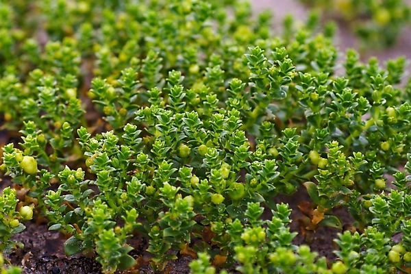 포토 JPG 해외이미지 식물 모래 바다 백그라운드 패턴 자연 사람없음 야외 가로 초록색 여름 햇빛 갈색 맑음 시골 땅 모래언덕 묘사 지역 북쪽 효과 해외202004 해외포토 계절 컬러 무늬 날씨 태양 방향 언덕 생태계 파일형식 이미지허브