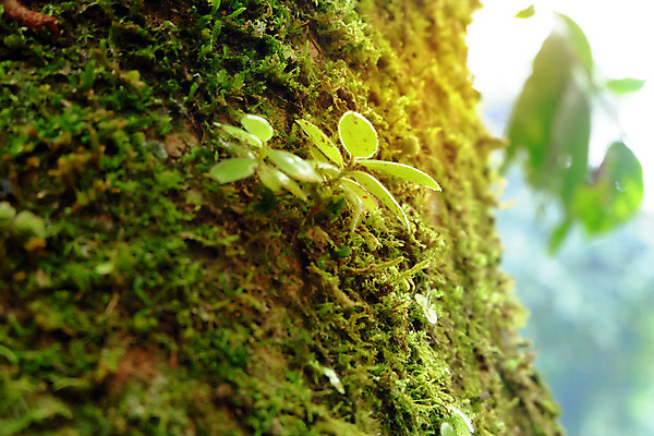 포토 JPG 해외이미지 나무 식물 잎 자연 추상 이끼 사람없음 야외 목재 초록색 환경 봄 흰색 신선 황무지 숲 열대우림 질감 내추럴 해외202004 해외포토 계절 컬러 무늬 재료 생태계 파일형식 이미지허브
