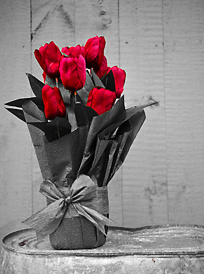 포토 JPG 해외이미지 식물 꽃 사람없음 빨간색 초록색 튤립 신용카드 배열 해외202004 해외포토 컬러 금융 파일형식 이미지허브