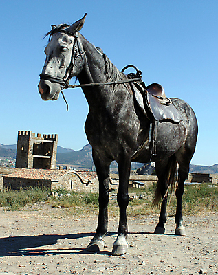 포토 JPG 해외이미지 동물 벽 하늘 서기 사람없음 야외 파란색 검은색 회색 안장 동물상 석탄 해외202004 해외포토 컬러 모션 조형물 파일형식 이미지허브
