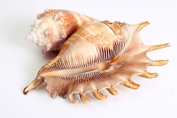 포토 JPG 해외이미지 1 바다 자연 조개 연체동물 나선형 선물 사람없음 여름 빛 껍질 흰색 고급 우아함 수집 싱글 가리비 고립 해외202004 해외포토 계절 컬러 컨셉 무늬 어패류 무척추동물 생태계 파일형식 이미지허브