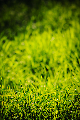 포토 JPG 해외이미지 식물 계절 백그라운드 밭 농업 자연 잔디 사람없음 야외 초록색 여름 햇빛 노란색 환경 침묵 봄 시골 신선 생태계 강렬 땅바닥 해외202004 해외포토 산업 컬러 바닥 태양 소리 파일형식 이미지허브