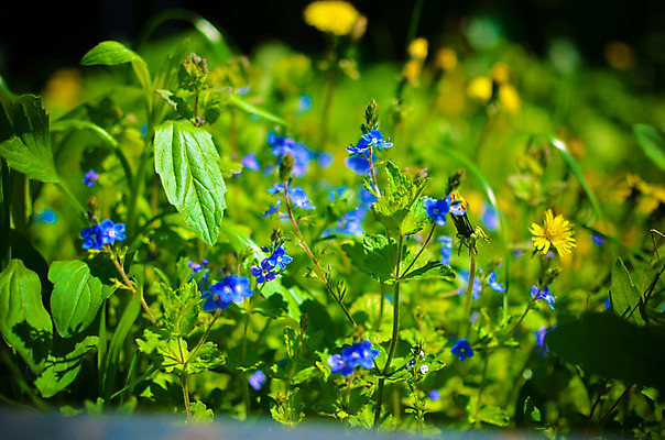 포토 JPG 해외이미지 식물 계절 꽃잎 꽃 꽃다발 백그라운드 잎 꽃무늬 밭 자연 하늘 부활절 발렌타인데이 사랑 이벤트 사람없음 장식 초록색 여름 파란색 컬러풀 햇빛 노란색 정원 보라색 봄 벚꽃 흰색 시골 신선 개화 다발 내추럴 캐모마일 파스텔톤 해외202004 해외포토 기념일 감정 컬러 무늬 농업 데이이벤트 태양 허브 생태계 파일형식 이미지허브
