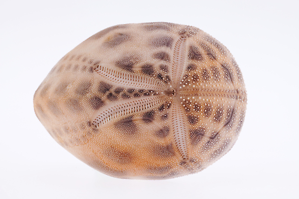 포토 JPG 해외이미지 모양 동물 모래 바다 백그라운드 자연 휴가 조개 골격 해변 사람없음 물 여름 환경 수중 껍질 흰색 해산물 생태계 기념품 수족관 갑옷 내추럴 생태학 이국적 해외202004 해외포토 자연요소 계절 교육 컬러 어패류 보호장비 오브젝트 파일형식 이미지허브