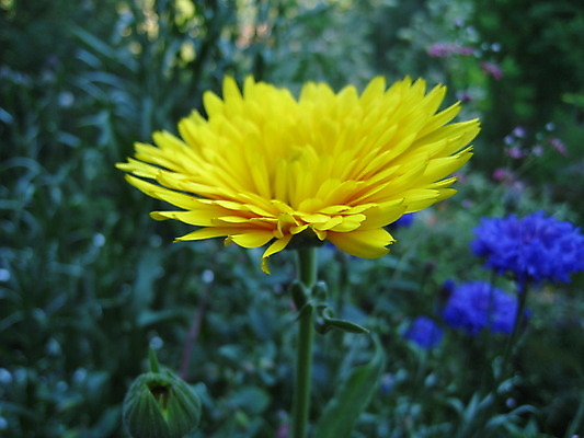 포토 JPG 해외이미지 식물 동물 열매 꽃 분홍색 곤충 과일 자연 사람없음 빨간색 초록색 여름 파란색 노란색 보라색 봄 체리 해외202004 해외포토 계절 컬러 생태계 파일형식 이미지허브
