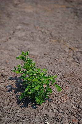 포토 JPG 해외이미지 잎 자연 건조 사람없음 야외 갈색 흙 사막 성장 땅 해외202004 해외포토 식물 컬러 생태계 파일형식 이미지허브