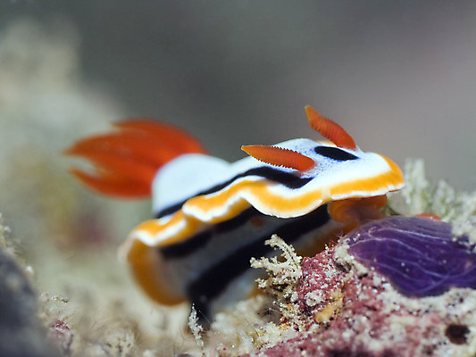 포토 JPG 해외이미지 1 바다 자연 사람없음 야외 물 바닷속 수중 스노클링 산호 다이빙 태평양 암초 홍해 인도양 깊이 해외202004 해외포토 자연요소 수영 수상스포츠 자포동물 생태계 수중스포츠 파일형식 이미지허브